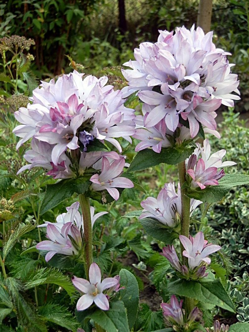 Campanula Glomerata Caroline- кичуреста кампанула (1340-1)